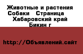 Животные и растения Собаки - Страница 4 . Хабаровский край,Бикин г.